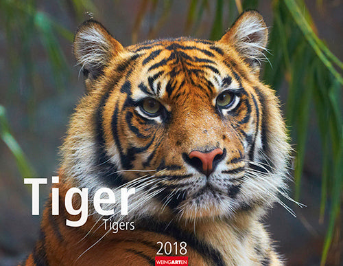 Tiger 2018 Kalender