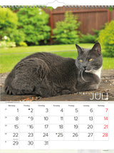 Vægkalender katte   2019 mayland