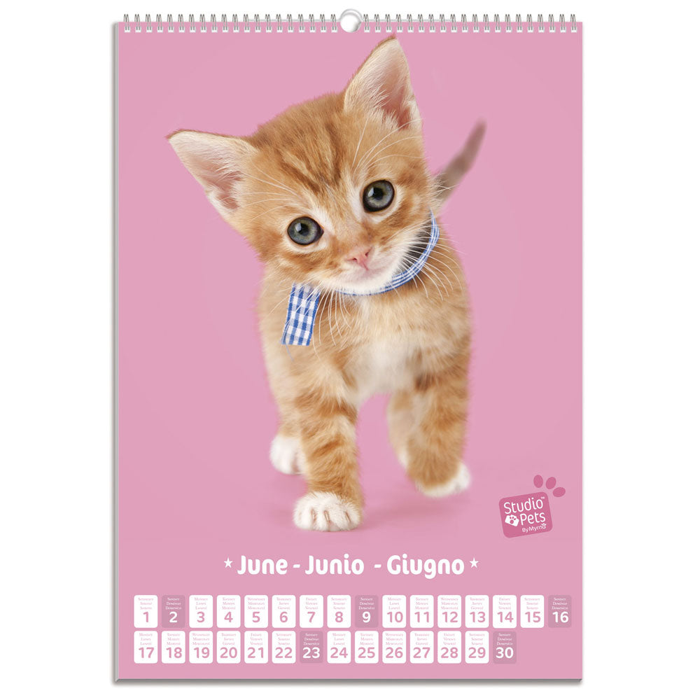 VÆGKALENDER 2019 KITTENS