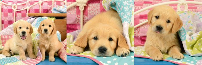 Puslespil cute puppy dogs 3X49 brikker