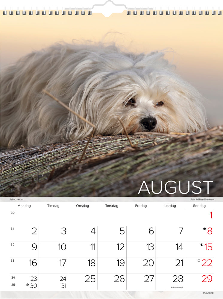 Vægkalender hunde 2021 29,5 x 39 cm Mayland