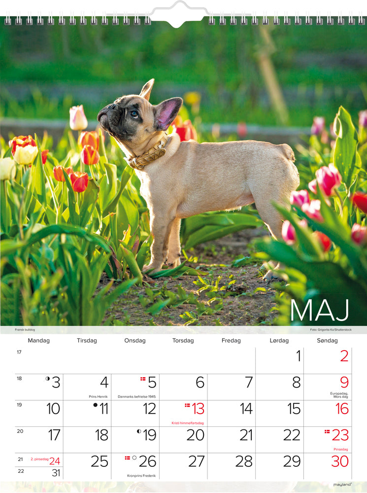 Vægkalender hunde 2021 29,5 x 39 cm Mayland
