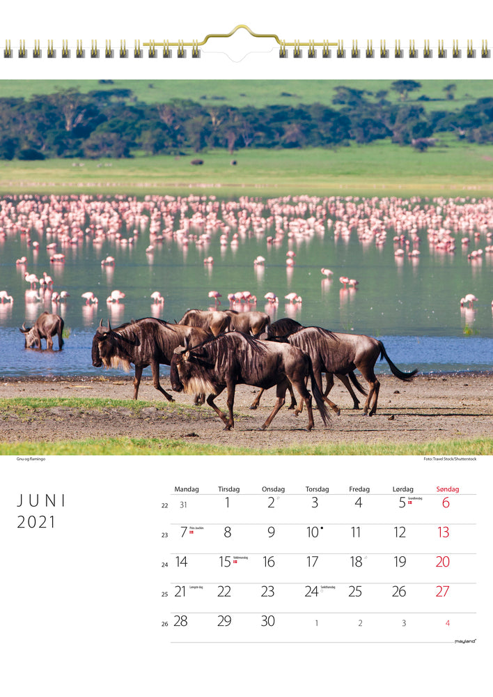 Vægkalender savannen 2021 29,5 x 39 cm Mayland