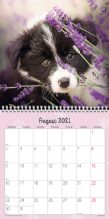 Vægkalender hundehvalpe 2021 16 x 16 cm Mayland