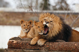 GO DREAM En tur i zoo