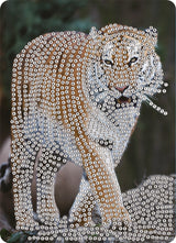 Diamond Art tiger 13 x 18 cm