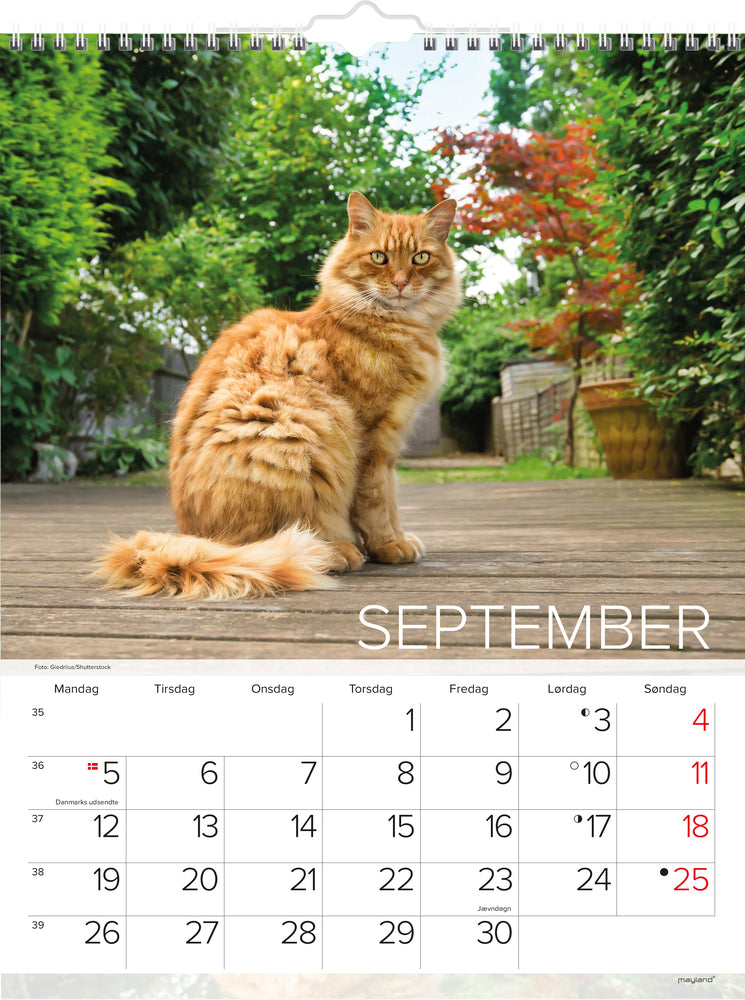 Vægkalender katte 2022 29,5 x 39 cm Mayland