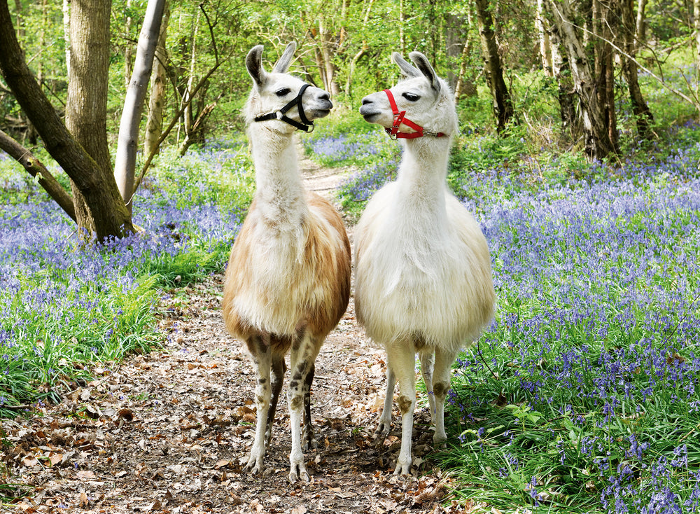Puslespil Llama Love 100 brikker