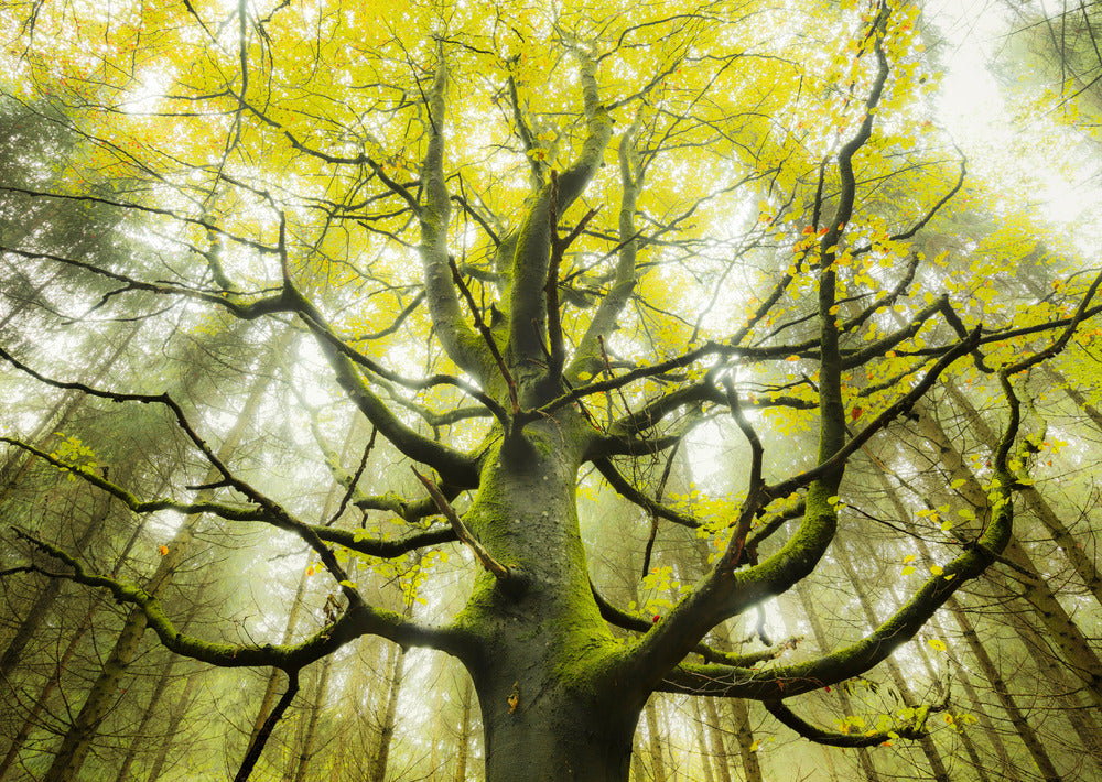Puslespil Dream tree 1000 brikker