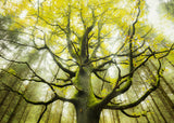 Puslespil Dream tree 1000 brikker