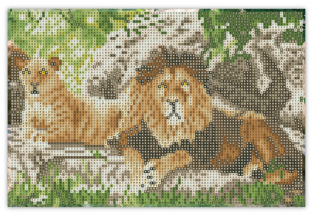 Diamond Art Løver 20 x 30 cm