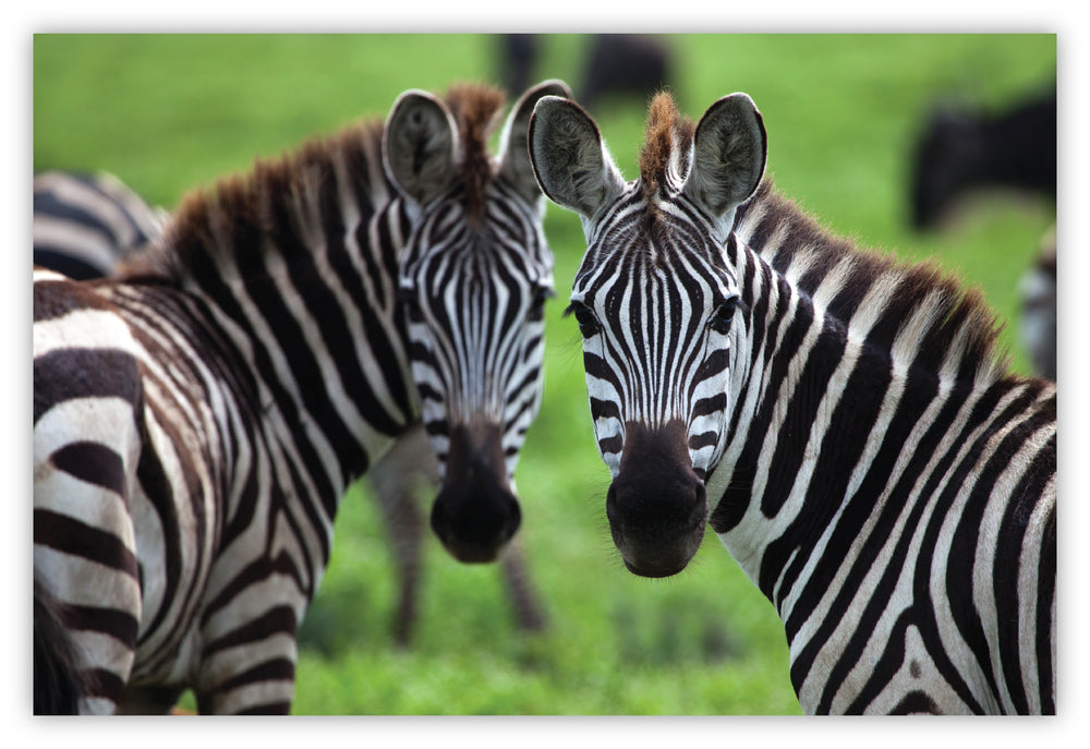 Diamond Art Zebra 20 x 30 cm