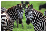 Diamond Art Zebra 20 x 30 cm