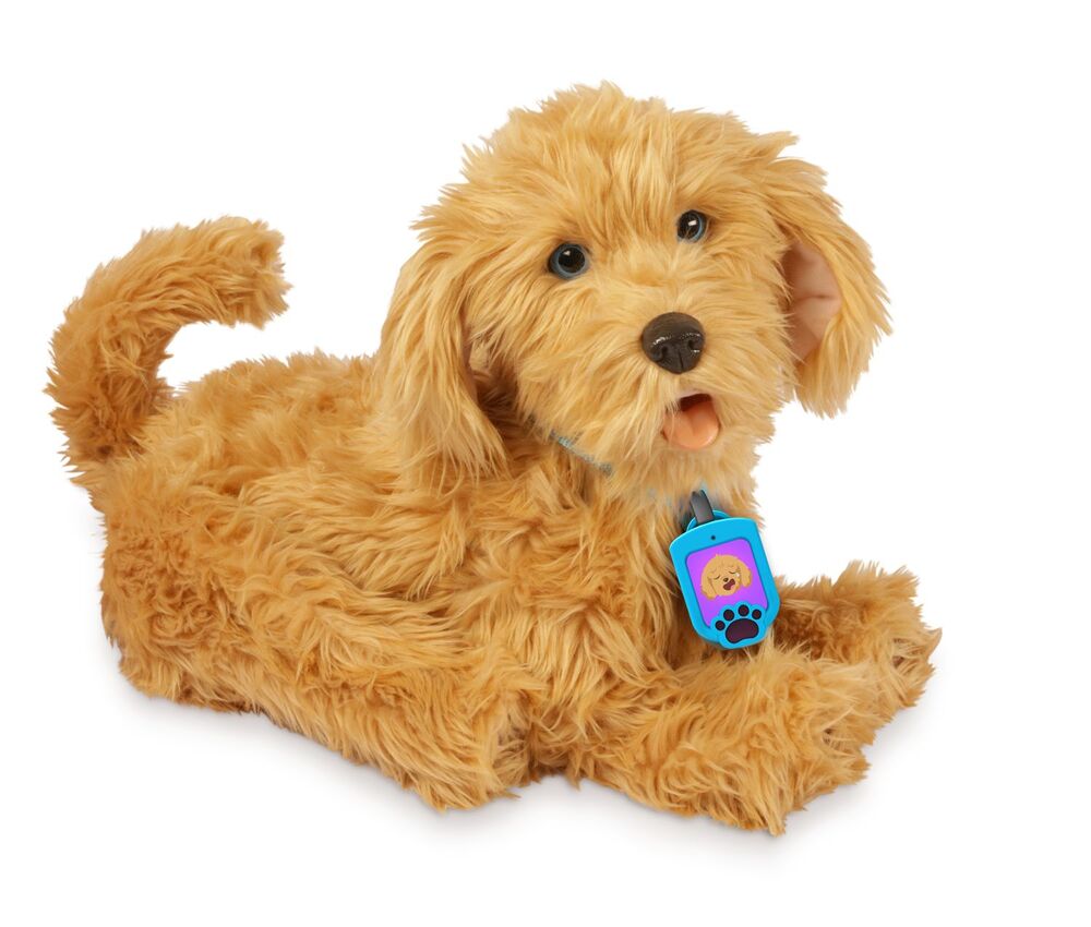 D2 Moji the Lovable Labradoodle