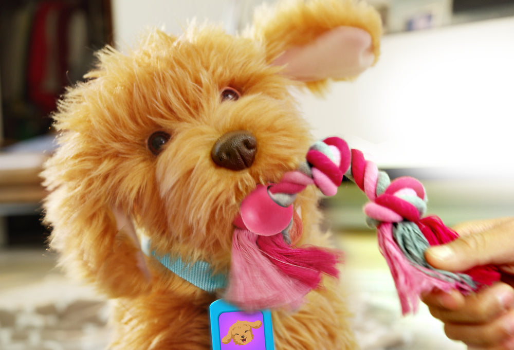 D2 Moji the Lovable Labradoodle