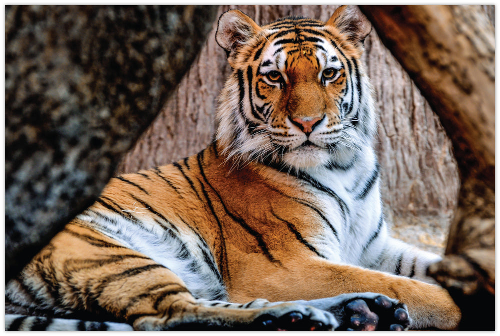 Diamond Art tiger lærred 20 x 30 cm