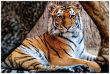 Diamond Art tiger lærred 20 x 30 cm