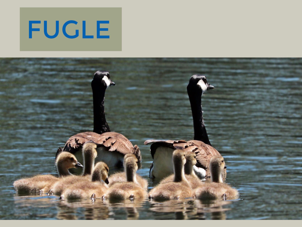 Fugle