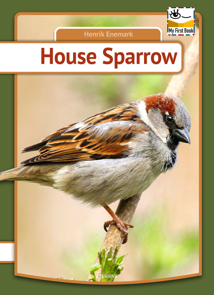 House Sparrow
