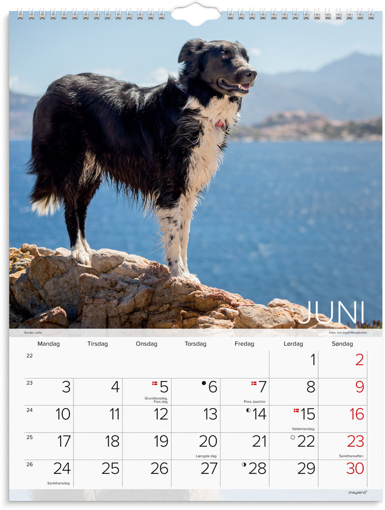 Vægkalender 2024 hunde