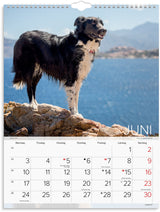 Vægkalender 2024 hunde