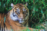 Diamond Art Tiger/blade 20x30 cm