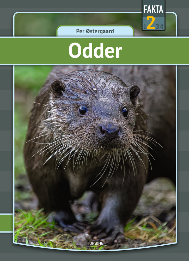 Odder