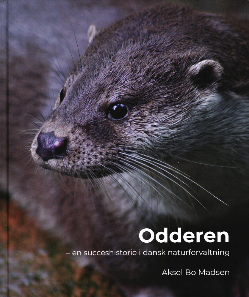 Odderen