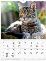 Mayland Vægkalender 2025 katte 29,5 x 39 cm