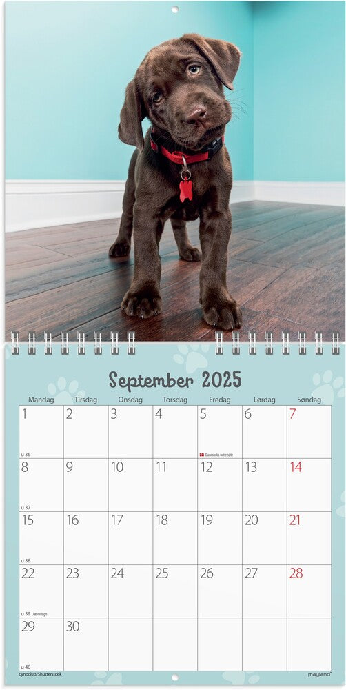 Mayland Vægkalender 2025 hundehvalpe 16 x 16 cm