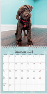 Mayland Vægkalender 2025 hundehvalpe 16 x 16 cm