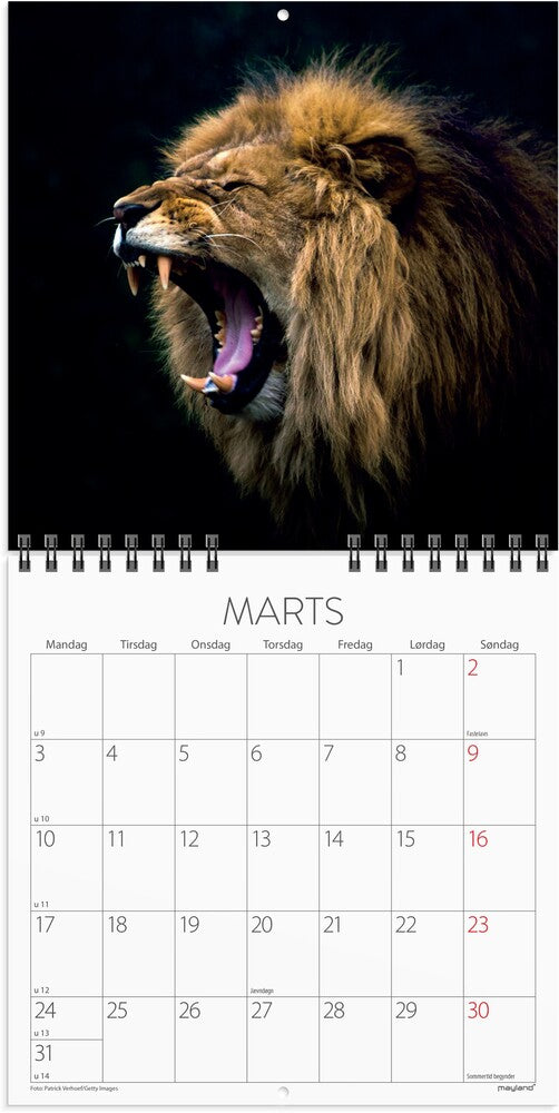 Mayland Vægkalender 2025 verdens dyr 16 x 16 cm