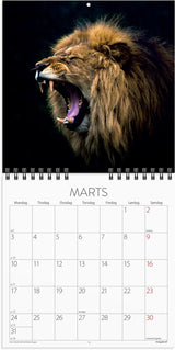 Mayland Vægkalender 2025 verdens dyr 16 x 16 cm