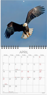 Mayland Vægkalender 2025 verdens dyr 16 x 16 cm