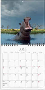 Mayland Vægkalender 2025 verdens dyr 16 x 16 cm