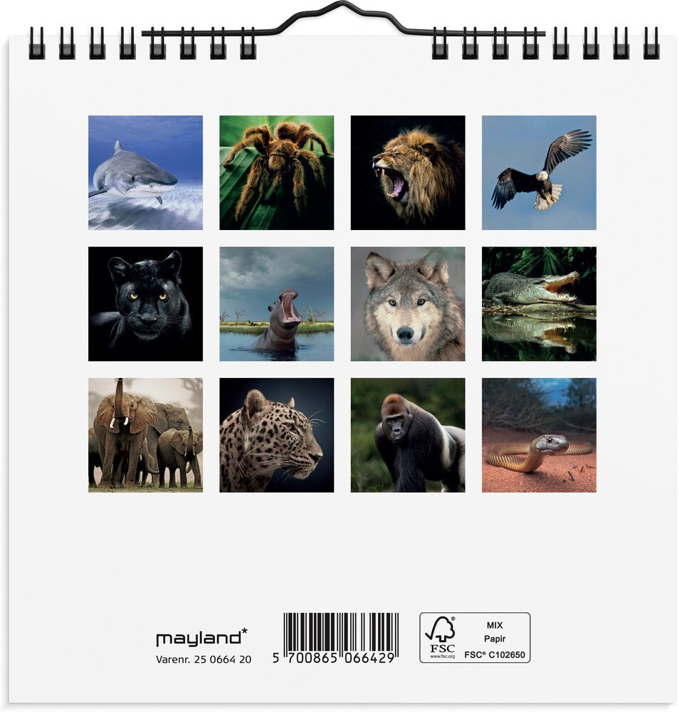 Mayland Vægkalender 2025 verdens dyr 16 x 16 cm