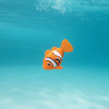 Rainbow Reef Fish - Klovnfisk