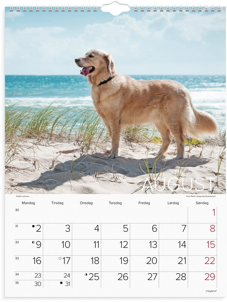 Vægkalender 2027 hunde Mayland 29,5 x 39 cm