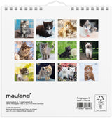 Vægkalender 2027 kattekillinger Mayland 16 x 16 cm