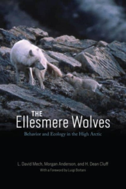 The Ellesmere Wolves Behavior And Ecology In The High Arctic