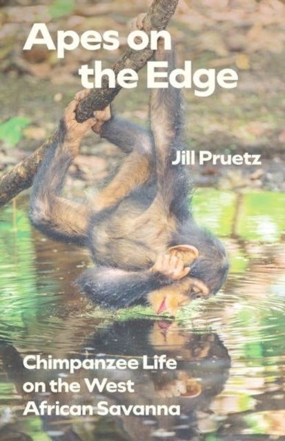 Apes On The Edge Chimpanzee Life On The West African Savanna