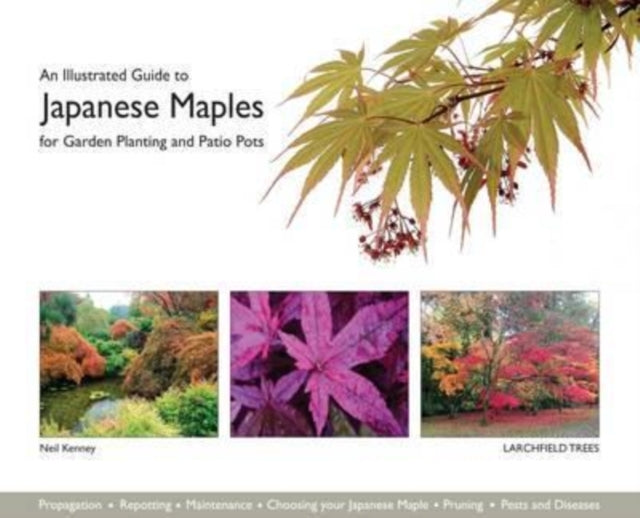An Illustrated Guide to Japanese Maples for Garden Planting