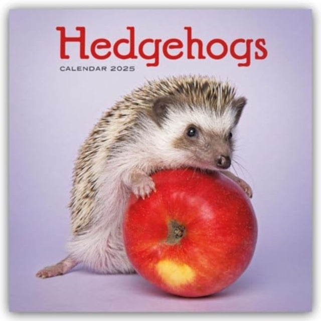 Hedgehogs Square Wall Calendar 2025