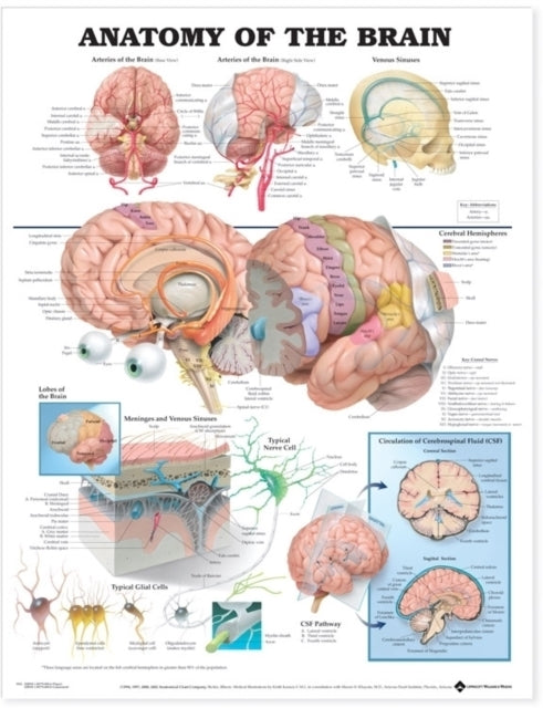 Anatomy of The Brain Anatomical Chart