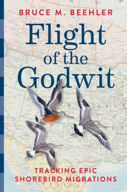 Flight Of The Godwit Tracking Epic Shorebird Migrations