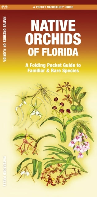 Native Orchids Of Florida
