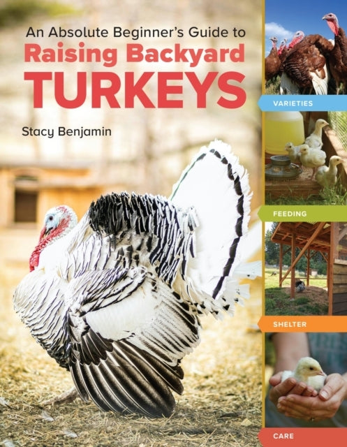 AN ABSOLUTE BEGINNER'S GUIDE TO RAISING BACKYARD TURKEYS VAR