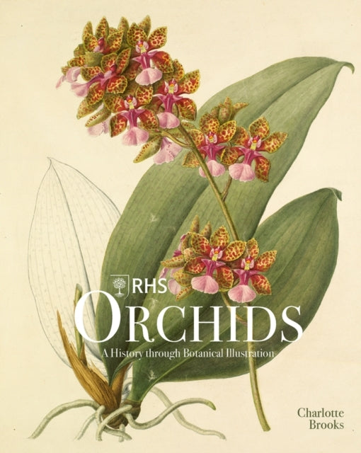 Rhs Orchids