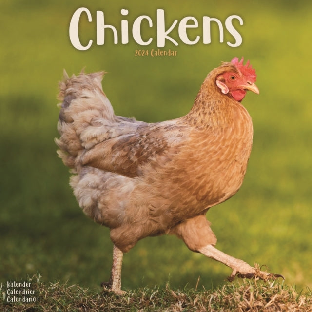 Chickens Calendar 2024 Square Farm Animals & Birds Wall Cale