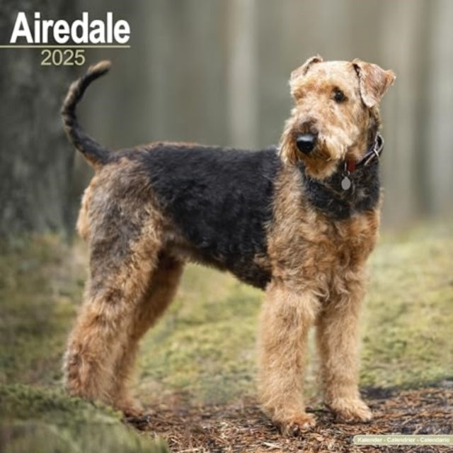 Airedale Calendar 2025 Square Dog Breed Wall Calendar - 16 M